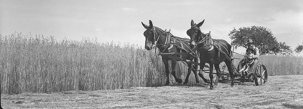 Man cutting wheat