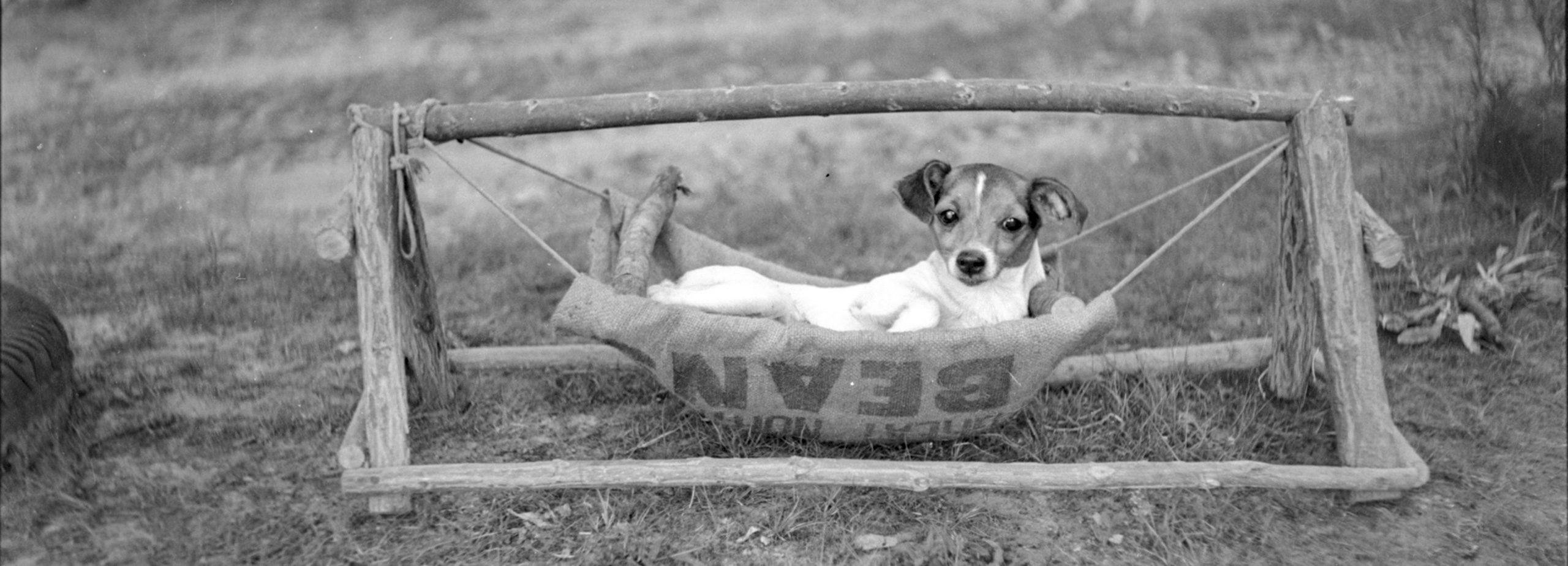 Princess Silver-Heel's dog Spotty - In his little hammock cradle