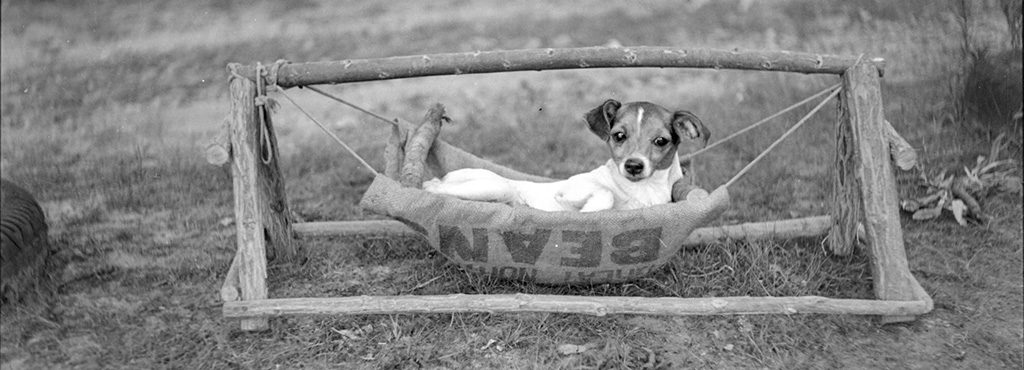 Princess Silver-Heel's dog Spotty - In his little hammock cradle