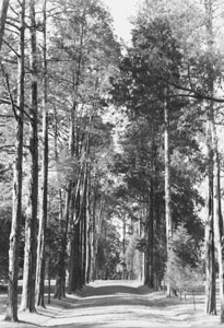 Asile of cedars at the Hermitage