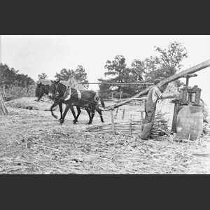 View of old sorghum mill at White Bluff Tenn