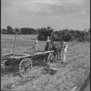 Old-farm scenes at Aunt Minnies