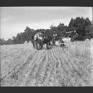 Cutting wheat horse drawn binder