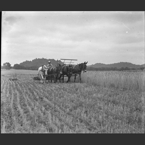 Cutting wheat horse drawn binder