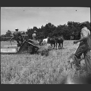 Cutting wheat horse drawn binder