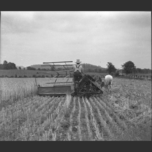 Cutting wheat horse drawn binder