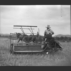 Cutting wheat horse drawn binder