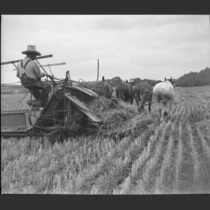 Cutting wheat horse drawn binder