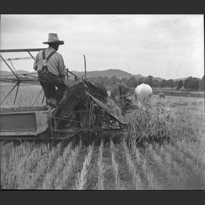 Cutting wheat horse drawn binder