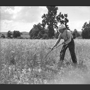 Pud F_ cutting wheat with cradle