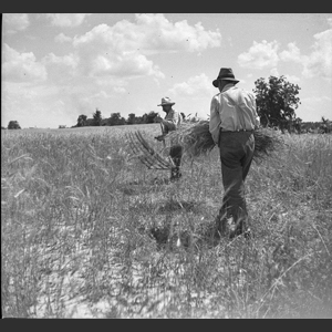 Pud F_ cutting wheat with cradle