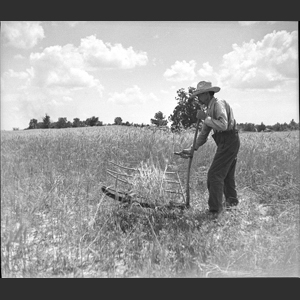 Pud F_ cutting wheat with cradle