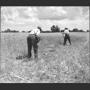 Pud F_ cutting wheat with cradle