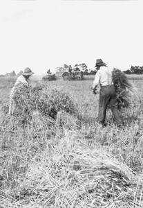 Mr. S_ and Aunt Minnie shocking wheat