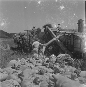 Wheat-threshing men tying sacks - Morrells rig