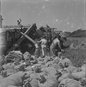 Wheat-threshing men tying sacks - Morrells rig