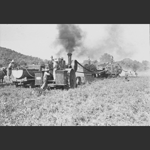 View of firing and watering steam engine wheat thresher being pulled - "Morrells"