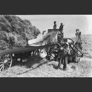 Wheat threshing scenes - Morrel rig