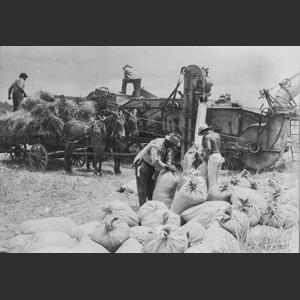 Wheat threshing scenes - Morrel rig