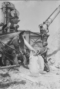 Threshing wheat