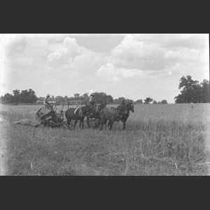 Cutting wheat horse drawn binder - Herman T_ - Holts Corner