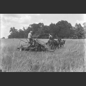 Cutting wheat horse drawn binder - Herman T_ - Holts Corner