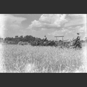 Cutting wheat horse drawn binder - Herman T_ - Holts Corner