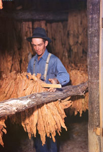 Claudis N_ hanging tobacco