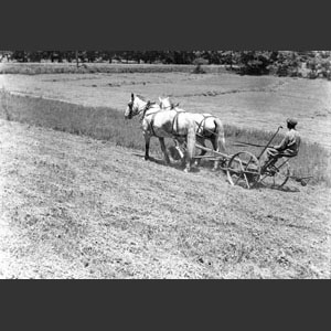 Horse-drawn mower