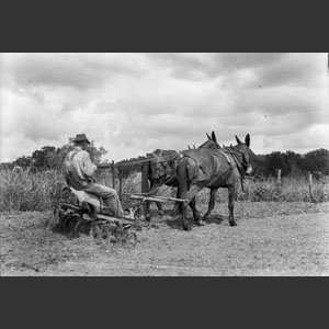 Man riding disc mules pullin