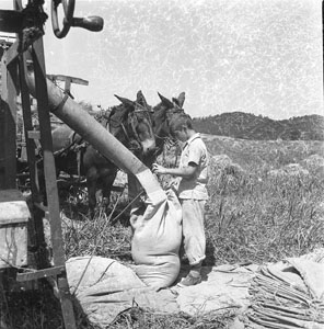 Threshing wheat - Filling sacks