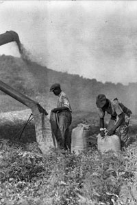 Wheat threshing