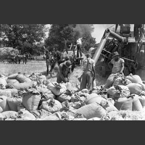 Wheat threshing - Morrells Rig