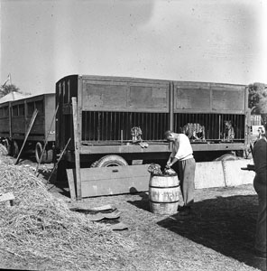 Circus laborer cutting up meat beside lepoard's cage Ringling Bros