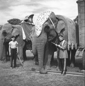 Elephant close-up head on dressd at circus for show