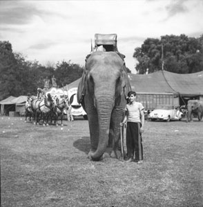 Elephant close-up head on dressd at circus for show