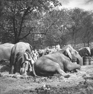 Elephants at circus