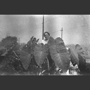 Mama the year she had such big elephant ears flowers