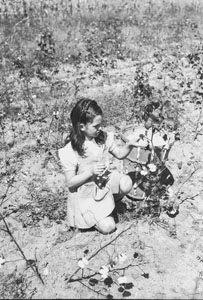 Bettie H_ picking cotton first see ever saw -Aunt Minnies