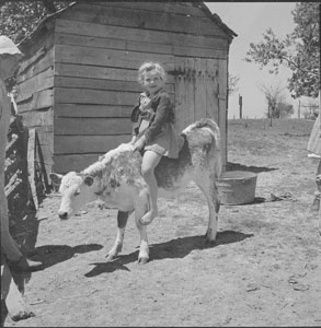 Bettie H_ riding calf