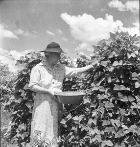 Aunt Minnie picking beans