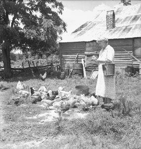 Aunt Minnie feeding chickens - Over exposed - keep sakes