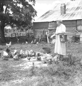 Aunt Minnie feeding chickens - Over exposed - keep sakes