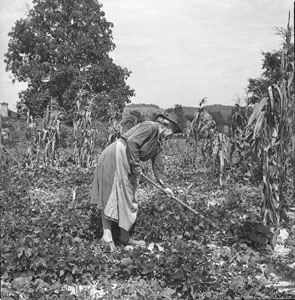 Woman hoeing in garden - Aunt Minnie